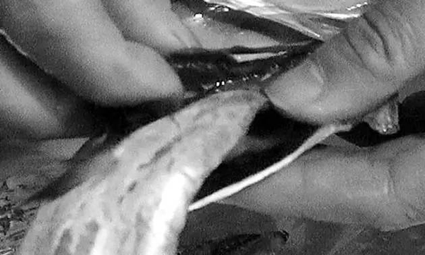 甲醛带鱼流入市场3 甲醛带鱼流入市场3